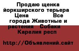 Продаю щенка йоркширского терьера  › Цена ­ 20 000 - Все города Животные и растения » Собаки   . Карелия респ.